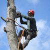 Tree Prunning