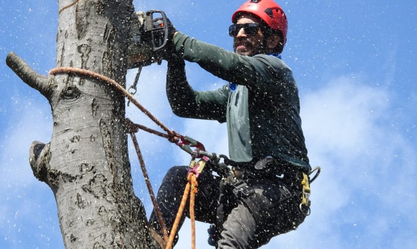 Tree Prunning